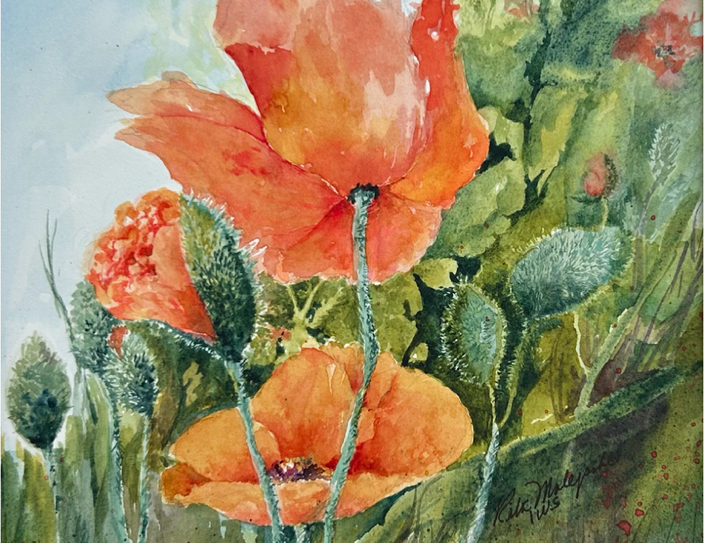 A watercolor of Poppies
